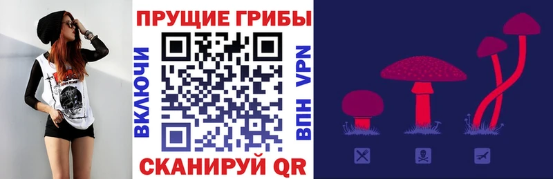 Псилоцибиновые грибы Psilocybe  Среднеуральск 